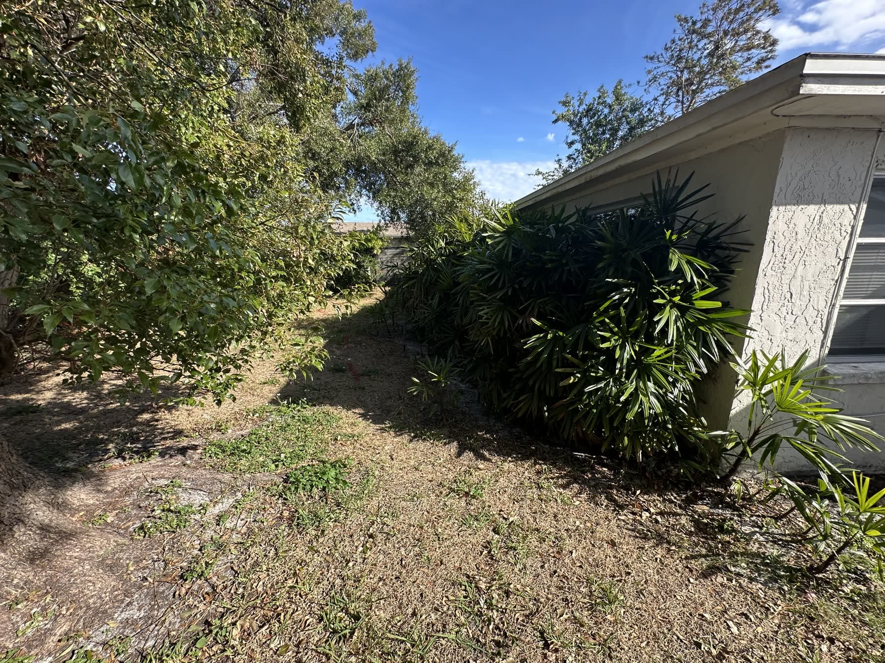 Side exterior and landscaping at a house in Holiday, Florida